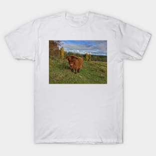 Scottish Highland Cattle Calf 1561 T-Shirt